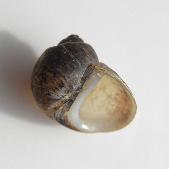 shell of Lithoglyphus naticoides