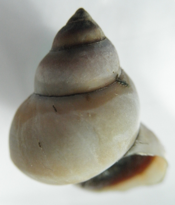 Bellamya unicolor shell
